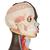 Модель торса человека торса, типа, двуполая, 24 части, темным цветом кожи - 3B Smart Anatomy, 1000202 [B37], Модели торса человека (Small)
