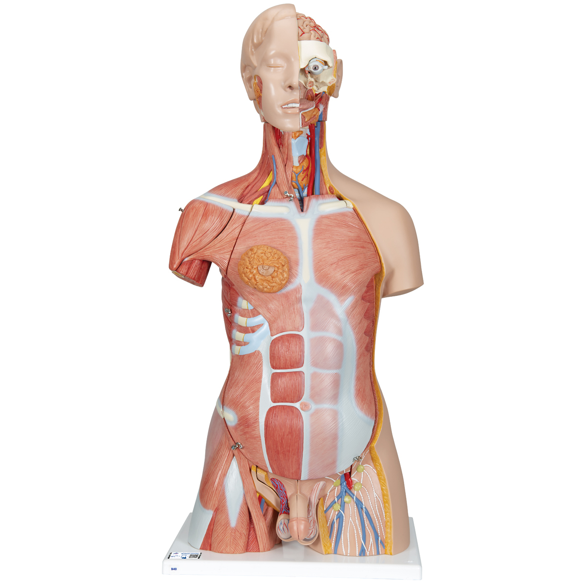 Torso muscular de luxo, em 31 partes | 1000203 | B40 | Modelo de torso ...