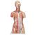 Модель торса человека, с мышцами, двуполая, класса «люкс», 31 часть - 3B Smart Anatomy, 1000203 [B40], Модели торса человека (Small)