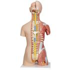 Deluxe Dual Sex Human Muscle Torso Model, 31 part, 1000203 [B40], Human Torso Models (Small)