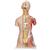 Luxus Muskel Torso Modell, mit weiblichen & männlichen Geschlechtsorganen, 31-teilig - 3B Smart Anatomy, 1000203 [B40], Torsomodelle (Small)