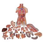 Torso de lujo con m&uacute;sculos, 31 partes, 1000203 [B40], Modelos de Torsos Humanos (Small)