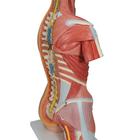 Luxus Muskel Torso Modell, mit weiblichen & m&auml;nnlichen Geschlechtsorganen, 31-teilig, 1000203 [B40], Torsomodelle (Small)