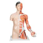 亚洲双性躯干模型，带有肌肉的手臂，33部分组成 - 3B Smart Anatomy, 1000204 [B41], 躯干模型