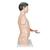 근육 아시아인 상반신 모형, 33-파트 Life-Size Asian Dual Sex Human Torso Model with Muscular Arm, 33 part - 3B Smart Anatomy, 1000204 [B41], 인체 상반신 모형 (Small)