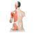 亚洲双性躯干模型，带有肌肉的手臂，33部分组成 - 3B Smart Anatomy, 1000204 [B41], 躯干模型 (Small)