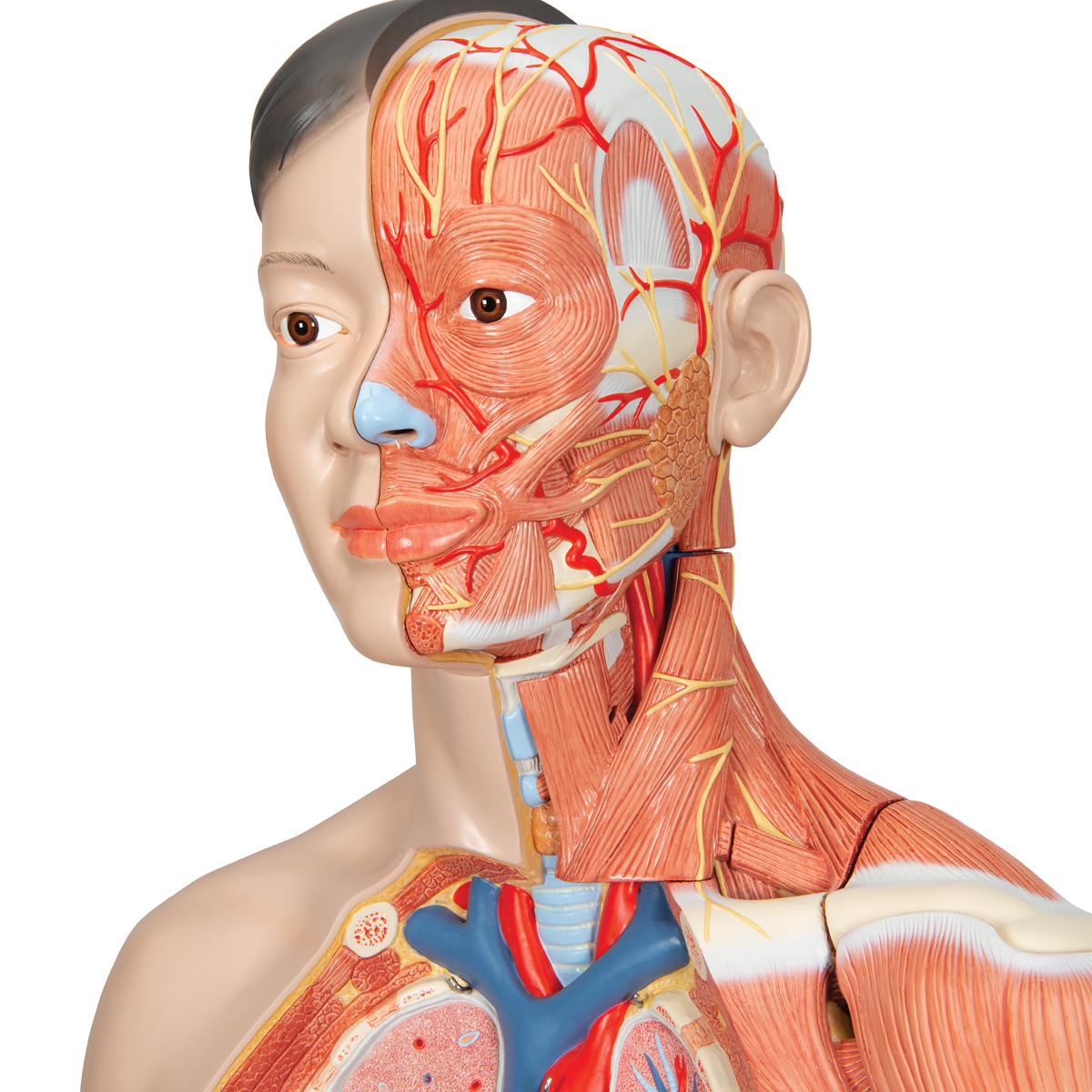 Human Torso Model - Life-Size Torso Model - Anatomical Teaching Torso ...