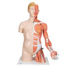 팔근육이 있는 양성 상반신 모형, 33-파트 Life-Size Dual Sex Human Torso Model with Muscle Arm, 33 part - 3B Smart Anatomy, 1000205 [B42], 인체 상반신 모형