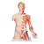 Модель торса человека, двуполая, класса «люкс», с мышцами руки, 33 части - 3B Smart Anatomy, 1000205 [B42], Модели торса человека (Small)