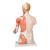 Модель торса человека, двуполая, класса «люкс», с мышцами руки, 33 части - 3B Smart Anatomy, 1000205 [B42], Модели торса человека (Small)