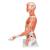 Torso de lujo y brazo con músculos, 33 partes - 3B Smart Anatomy, 1000205 [B42], Modelos de Torsos Humanos (Small)