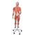 3/4 Life-Size Dual Sex Human Muscle Model on Metal Stand, 45-part - 3B Smart Anatomy, 1013881 [B50], Muscle Models (Small)
