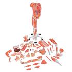 3/4 Life-Size Dual Sex Human Muscle Model on Metal Stand, 45-part, 1013881 [B50], Muscle Models (Small)