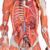 Muskelfigur, mit weiblichen & männlichen Geschlechtsorganen, auf Metallstativ mit Rollen, 45-teilig - 3B Smart Anatomy, 1013881 [B50], Muskelmodelle (Small)