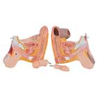 3/4 Life-Size Dual Sex Human Muscle Model on Metal Stand, 45-part, 1013881 [B50], Muscle Models (Small)