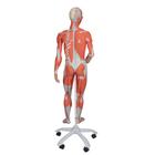 3/4 Life-Size Female Human Muscle Model without Internal Organs on Metal Stand, 23 part, 1013882 [B51], Muscle Models (Small)