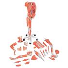 3/4 Life-Size Female Human Muscle Model without Internal Organs on Metal Stand, 23 part, 1013882 [B51], Muscle Models (Small)