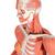 Muskelfigur, weiblich, ohne innere Organe, auf Metallstativ mit Rollen, 23-teilig - 3B Smart Anatomy, 1013882 [B51], Muskelmodelle (Small)
