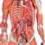 Muskelfigur, weiblich, ohne innere Organe, auf Metallstativ mit Rollen, 23-teilig - 3B Smart Anatomy, 1013882 [B51], Muskelmodelle (Small)