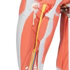3/4 Life-Size Female Human Muscle Model without Internal Organs on Metal Stand, 23 part, 1013882 [B51], Muscle Models (Small)