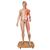 Modèle musculaire 3B Scientific® du corps humain bisexué, asiatique, en 39 parties - 3B Smart Anatomy, 1000208 [B52], Modèles de musculatures (Small)