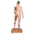 Life-Size Dual Sex Asian Human Figure, Half Side with Muscles, 39 part - 3B Smart Anatomy, 1000208 [B52], Muscle Models (Small)