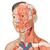Lebensgroße, asiatische Muskelfigur, mit weiblichen & männlichen Geschlechtsorganen, 39-teilig - 3B Smart Anatomy, 1000208 [B52], Muskelmodelle (Small)