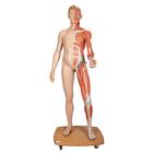 Figura con muscoli 3B Scientific® a grandezza naturale, bisessuato, europea, in 39 parti - 3B Smart Anatomy, 1000209 [B53], Modelli di Muscolatura