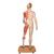 Фигура с мышцами 3B Scientific®, двуполая, в натуральную величину, европеоидного типа, 39 частей - 3B Smart Anatomy, 1000209 [B53], Модели мускулатуры человека и фигуры с мышцами (Small)