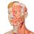 Фигура с мышцами 3B Scientific®, двуполая, в натуральную величину, европеоидного типа, 39 частей - 3B Smart Anatomy, 1000209 [B53], Модели мускулатуры человека и фигуры с мышцами (Small)