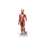 Figura muscular masculina e feminina e órgãos internos, 33 partes, 1000210 [B55], Modelo de musculatura