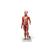 Цельная фигура с мышцами, двуполая, 1019231 [B55], Модели мускулатуры человека и фигуры с мышцами (Small)