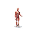 1/2 Life-Size Complete Human Dual Sex Muscle Model, 33 part, 1019231 [B55], Muscle Models (Small)