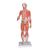 Muskelfigur, mit weiblichen & männlichen Geschlechtsorganen und mit inneren Organen, 33-teilig - 3B Smart Anatomy, 1019231 [B55], Muskelmodelle (Small)