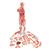 1/2 Life-Size Complete Human Dual Sex Muscle Model, 33 part - 3B Smart Anatomy, 1000210 [B55], Muscle Models (Small)