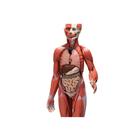 1/2 Life-Size Complete Human Dual Sex Muscle Model, 33 part, 1019231 [B55], Muscle Models (Small)
