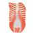 Figura Completa de Doble Sexo con Músculos, con órganos internos, desmontable en 33 piezas - 3B Smart Anatomy, 1019231 [B55], Modelos de Musculatura (Small)