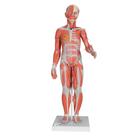 1/2 Life-Size Complete Human Female Muscle Figure, without Internal Organs, 21 part - 3B Smart Anatomy, 1000211 [B56], Muscle Models