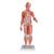 Figura Muscular Feminina Humana Completa com 1/2 Tamanho Real, sem Órgãos Internos, 21 partes - 3B Smart Anatomy, 1019232 [B56], Modelo de musculatura (Small)