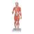 실물크기 1/2 여성 전신근육모형 21파트 분리 1/2 Life-Size Complete Human Female Muscle Figure, without Internal Organs, 21 part- 3B Smart Anatomy, 1019232 [B56], 근육 모델 (Small)