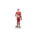 1/2 Life-Size Complete Human Female Muscle Figure, without Internal Organs, 21 part, 1019232 [B56], Muscle Models (Small)