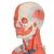 1/2 Life-Size Complete Human Female Muscle Figure, without Internal Organs, 21 part - 3B Smart Anatomy, 1019232 [B56], Muscle Models (Small)