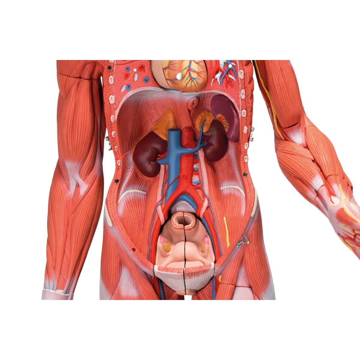 Anatomical Teaching Models | Plastic Human Muscle Models | Female ...