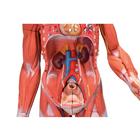 1/2 Life-Size Complete Human Female Muscle Figure, without Internal Organs, 21 part, 1019232 [B56], Muscle Models (Small)