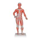 Mini Muskelfigur mit abnehmbarer Bauchdecke, 2-teilig - 3B Smart Anatomy, 1000212 [B59], Muskelmodelle