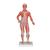 Figura con muscoli, grandezza 1/3, in 2 parti - 3B Smart Anatomy, 1000212 [B59], Modelli di Muscolatura (Small)