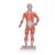 Mini Muskelfigur mit abnehmbarer Bauchdecke, 2-teilig - 3B Smart Anatomy, 1000212 [B59], Muskelmodelle (Small)