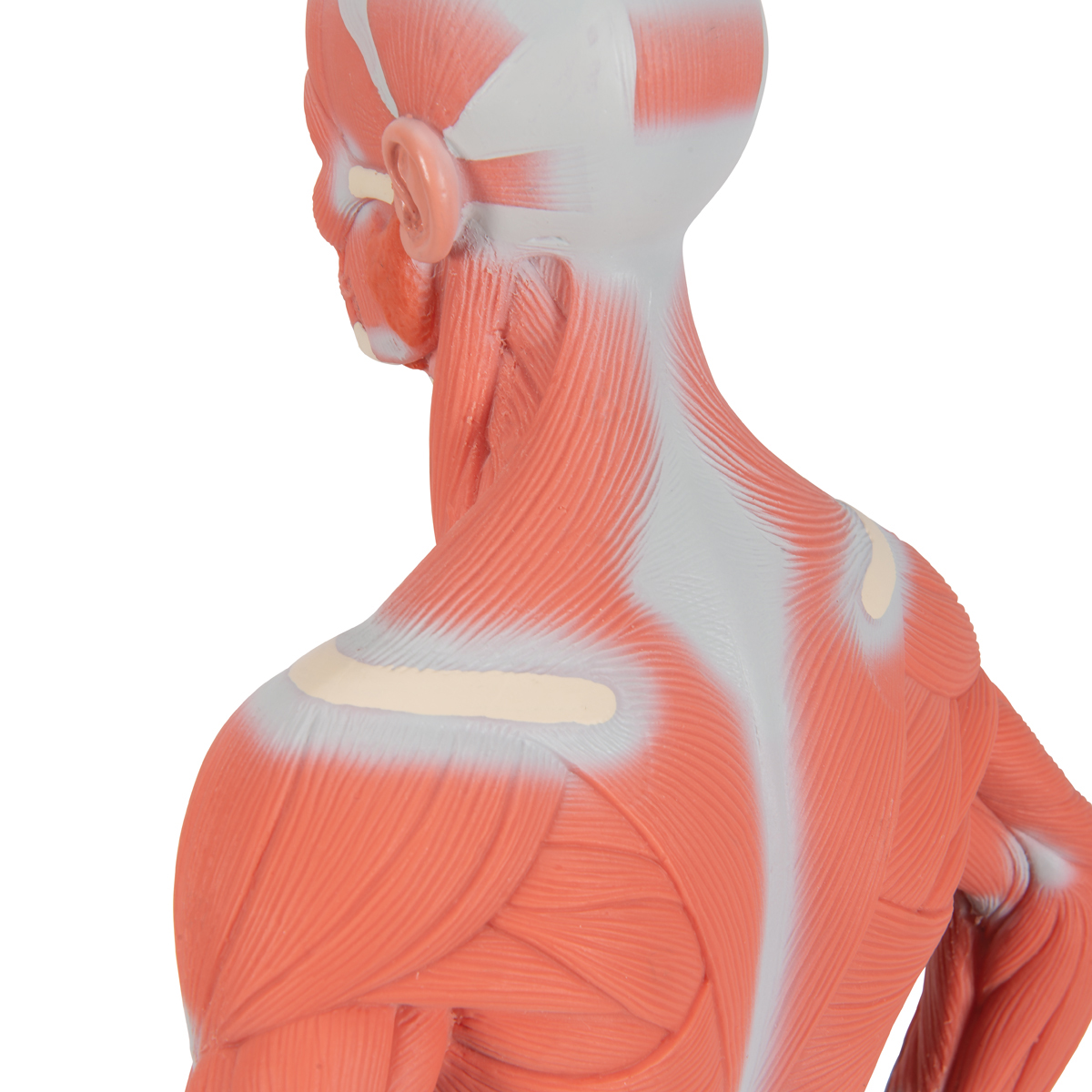 K99 Modèle Anatomique musculo-squelettique de Corps Humain - Figure  d'anatomie Humaine féminine - référence Anatomique pour Les Artistes, 23.6  Pouces
