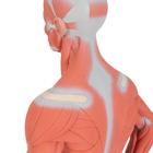1/3 Life-Size Human Muscle Figure, 2 part, 1000212 [B59], Muscle Models (Small)