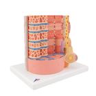 3B MICROanatomy Human Muscle Fiber Model, 10,000 times magnified, 1000213 [B60], Microanatomy Models  (Small)